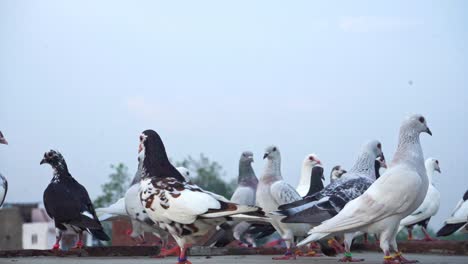 Domestic-Pigeons-Sitting-On-The-Concrete-Slab---close-up