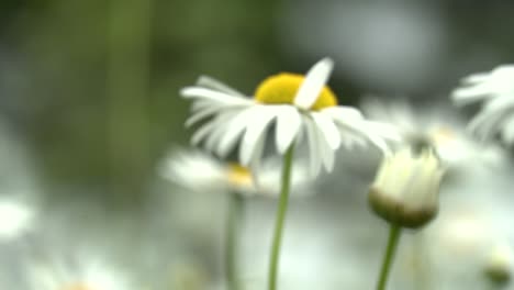 Summer-breeze-blows-field-of-wild-daisies