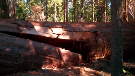 Panning-shot-along-a-massive-fallen-Giant-Sequoia-tree-across-hiking-trail