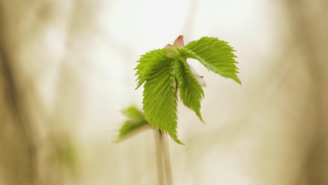Fresh-Spring-Leaves-Of-An-Elm-Plant---selective-focus---descending-pedestal-shot