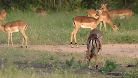Beautiful-Adult-Impala-rams-wrestling-head-to-head-in-a-playful-fight