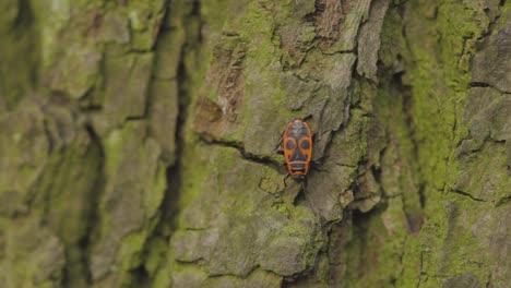 European-Firebugs-Crawling-On-The-Mossy-Tree-Trunk-In-The-Forest