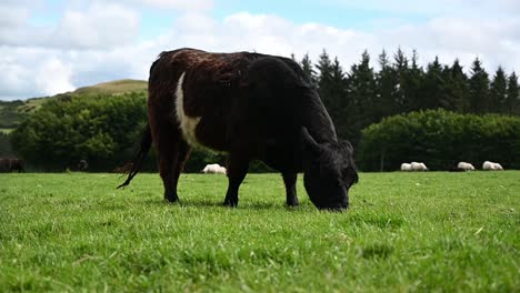 Vaca-Negra-De-Las-Tierras-Altas-Comiendo-Hierba-En-Las-Tierras-Altas-Escocesas