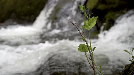 Small-branch-with-green-leaves-growing-by-small-waterfall-in-mountain-stream