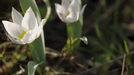 Weiße-Kretische-Tulpe,-Die-Sich-Sanft-Im-Wind-Bewegt---Tulipa-Cretica,-Die-Auf-Dem-Blumengarten-In-Zlotoryja,-Polen,-Blüht