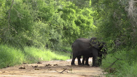 Zwei-Afrikanische-Elefanten-Stehen-Und-Kämpfen-Am-Pfad-Im-Sabi-Sands-Wildreservat,-Südafrika