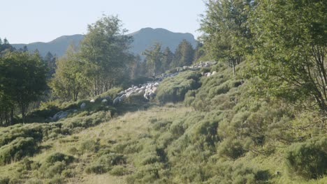 Herd-Of-Sheep-Walking-Down-The-Lush-Mountain-Slope-On-A-Sunny-Day---wide-slowmo-shot