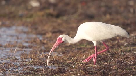 Weißer-Ibis,-Der-In-Zeitlupe-Würmer-Zwischen-Algen-An-Der-Strandküste-Frisst