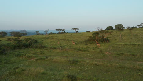 Espectaculares-Jirafas-Africanas-En-La-Distancia-Caminando-En-La-Pintoresca-Reserva-Verde-Privada-De-La-Granja-De-Caza-En-Un-Día-De-Cielo-Azul-Sin-Nubes,-Sudáfrica,-Estático