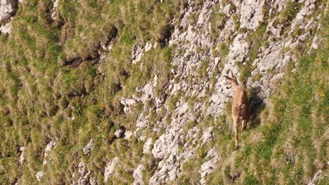 Wild-female-ibex-grazing-on-steep-mountainside-in-the-Swiss-Alps,-European-Wildlife
