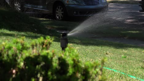 A-nice-sprinkler-is-hooked-to-a-hose-and-waters-a-lush-yard-over-the-view-of-a-nice-bush