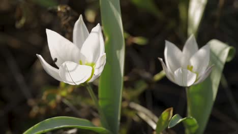 Käfer-Krabbeln-In-Den-Zarten-Blüten-Der-Kretischen-Tulpe,-Tulipa-Cretica-Im-Garten-Mit-Morgensonne-In-Zlotoryja,-Polen