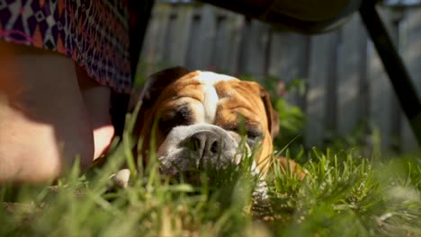 English-Bulldog-Puppy-Laying-Under-Owners-Chair