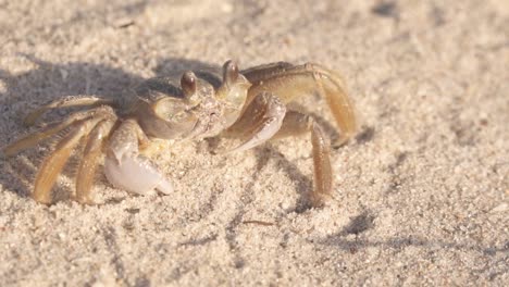 ghost-crab-on-beach-sand