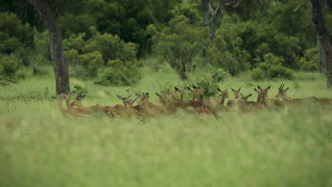 Herde-Von-Impalas,-Die-Hinter-Dem-Hohen-Grünen-Gras-Im-Sabi-Sands-Game-Reserve,-Südafrika,-Stehen