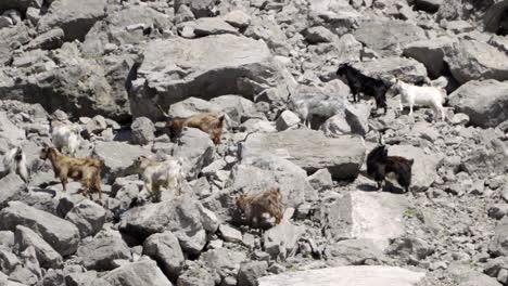 Cabras-Trepando-Por-Las-Rocas-De-Una-Montaña-En-Grecia-En-Un-Día-Soleado