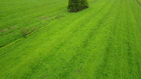 Luftaufnahme-Von-Kühen,-Die-Auf-Der-Weide-Grasen,-Umgeben-Von-Grünem-Ackerland