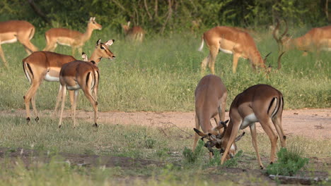 Herd-Of-Impalas-Feeding-And-Fighting-On-The-Grassland-In-Sabi-Sands-Private-Game-Reserve,-South-Africa