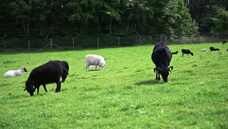 Ovejas-Blancas-Y-Negras-Comiendo-Hierba-En-Las-Tierras-Altas-Escocesas