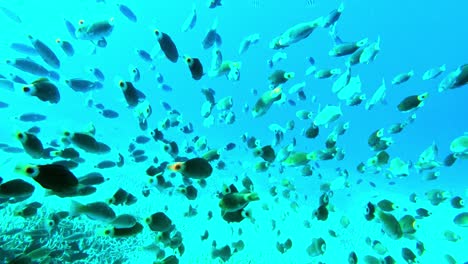 Schule-Junger-Rifffische,-Die-über-Den-Wunderschönen-Korallenriffen-Des-Blauen-Ozeans-Schwimmen