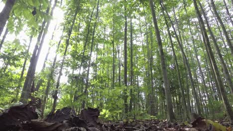 Trockene-Blätter-Fallen-In-Einen-Tropischen-Wald