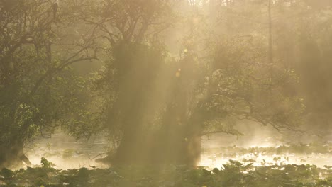 Nebliger-Morgensonnenaufgang-Im-Sumpfteich-Der-Everglades-Mit-Sonnenstrahlen,-Die-Durch-Teichapfelbäume-Und-Seerosenblätter-Scheinen