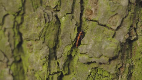 Un-Firebug-Europeo-Solitario-Trepando-Por-El-Tronco-De-Un-árbol-Cubierto-De-Musgo