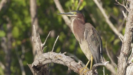 green-heron-preens-while-on-a-tree-branch-with-foliage-in-background