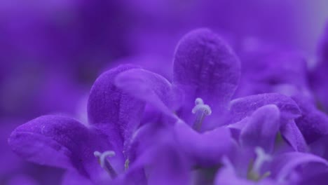 Close-Up-Shot-Of-Beautiful-Dalmatian-Bellflower,-Adria-Bellflower-Blooming-In-The-Garden