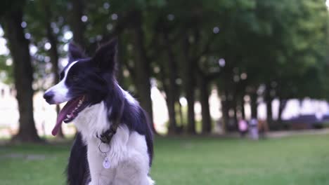 A-border-collie-waiting,-panting-heavily-on-a-warm-day,-after-playing-fetch-in-a-public-park