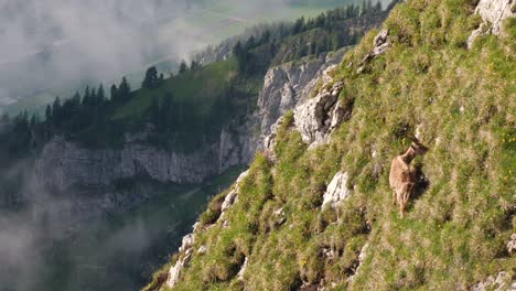 Wild-Ibex-grazing-on-steep-grassy-slope-with-mist-passing-in-background,-Switzerland-wildlife