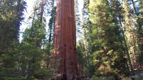 Tilting-up-shot-from-ground-level-of-an-ancient,-massive,-Giant-Sequoia-tree