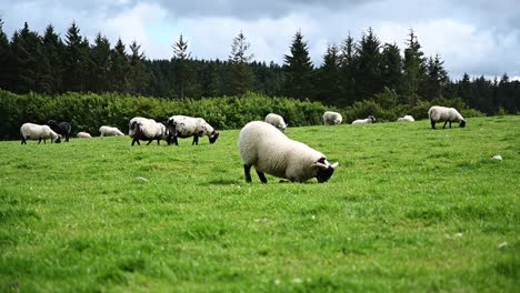 Weiße-Schafe,-Die-Gras-Fressen,-Während-Sie-Knien.-Schottisches-Hochland