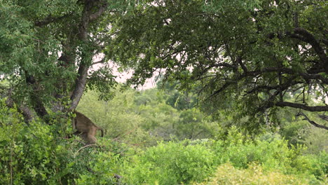 Chacma-Baboon-sitting-in-tree-in-South-Africa,-long-shot