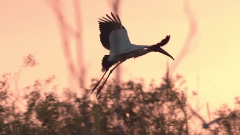 Holzstorch-Fliegt-Bei-Sonnenuntergang-Im-Everglades-Sumpf-In-Zeitlupe