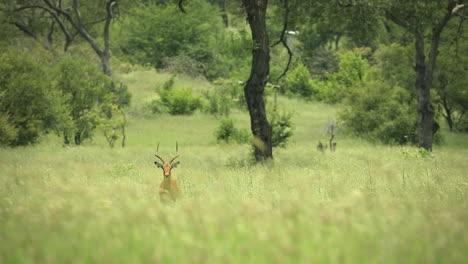 Erwachsener-Impala,-Der-Allein-In-Afrikanischer-Safari-Steht,-Hoher-Grüner-Grasbusch,-Der-Kamera-Anschaut,-Sabi-Sands-Game-Reserve,-Südafrika,-Statisches-Porträt