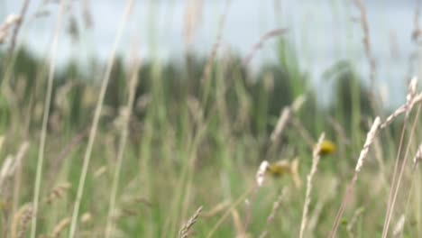 Close-up-of-tall-wild-grass-blowing-in-breeze