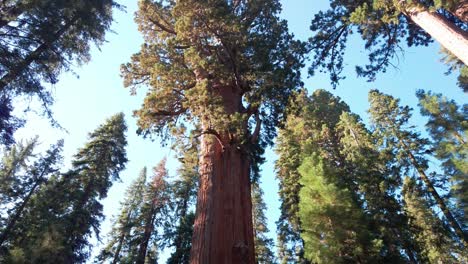 Tilting-down-shot-from-the-treetop-of-a-massive-Giant-Sequoia-tree