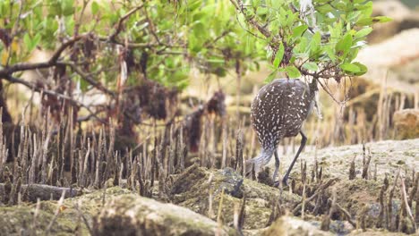 limpkin-searching-for-food-around-mangrove-roots-at-beach-coast