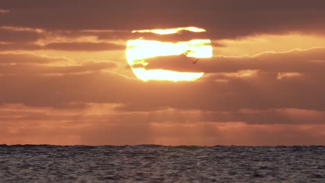 ocean-sunrise-with-bird-silhoutte-flying-by-in-slow-motion