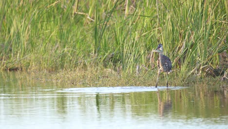 Great-Blue-Heron-Fängt-Fische-Im-Wasser-Im-Sumpf-Der-Everglades