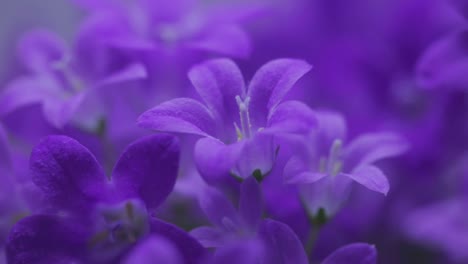 Purple-Flowers-Of-Dalmatian-Bellflower-Growing-In-The-Meadow-During-Springtime-In-Zlotoryja,-Poland