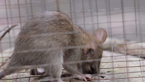 Kleine-Hausratte,-Die-In-Einem-Rattenkäfig-Gefangen-Ist-Und-Versucht,-Durch-Graben-Zu-Entkommen