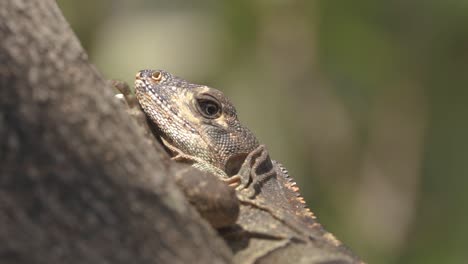 iguana-on-tree-slowly-turns-head