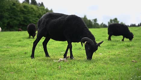 Schwarze-Schafe,-Die-Gras-In-Den-Schottischen-Highlands-Fressen