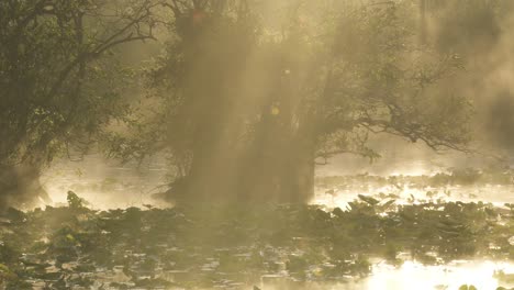 Nebliger-Morgensonnenaufgang-Im-Sumpfteich-Der-Everglades-Mit-Sonnenstrahlen,-Die-Durch-Teichapfelbäume-Und-Seerosenblätter-Scheinen