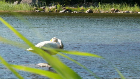 beautiful-swan-resting-on-rock-in-the-water,-slow-motion-4k