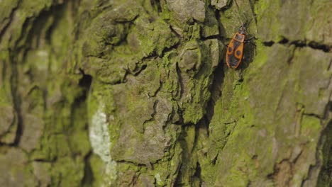 Red-European-Firebug-Creeping-On-The-Textured-Tree-Trunk-In-The-Forest