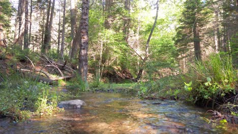 Low-shot-of-a-running-stream-in-a-mountain-forest