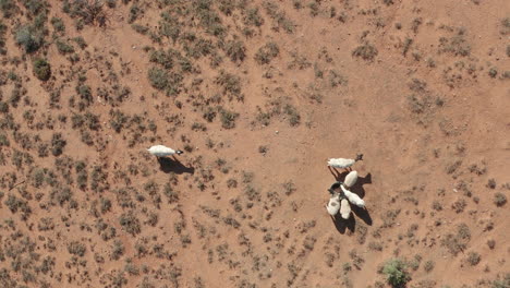Scenic-view-directly-above-herd-of-white-dorper-sheep-on-dry-dirt-arid-ground,-Eastern-Cape,-South-Africa,-overhead-aerial-static